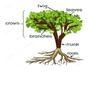 Tree Study