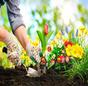 National Plant a Flower Day  thumbnail